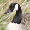 /album/my-local-birding-gallery/canada-goose-on-calder-jpg/